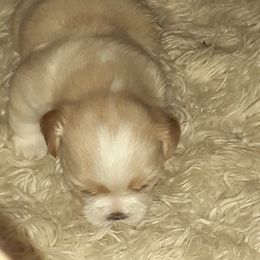 Shih Tzu Puppies from N.F.S.T Imperial ShihTzu Puppies.