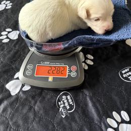 Lupini - Cream female Havanese puppy in Hudson, New York from Havanese of Claverack and Hudson Valley Labradors