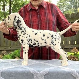 Lightning or  Lime Green collar - White and black male Dalmatian puppy in Decatur, Alabama from Hollytree Dalmatians