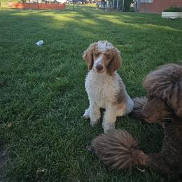 Girl 1 - Parti female Poodle puppy in Detroit, Michigan from Pretty Spoiled Spoos llc