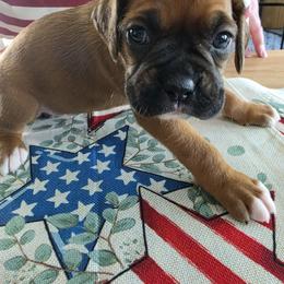 Boxer Puppies from Smith's Boxers of Fort Myers