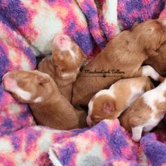Nova Scotia Duck Tolling Retriever Puppies from Meadowlark Tollers