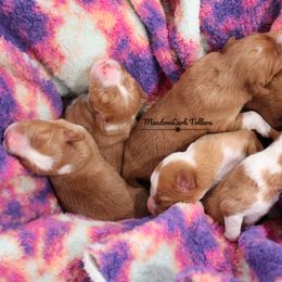 Nova Scotia Duck Tolling Retriever Puppies from Meadowlark Tollers