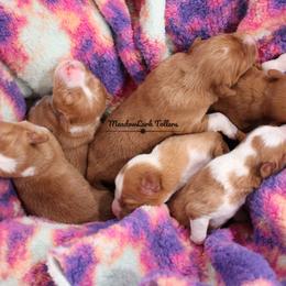 Nova Scotia Duck Tolling Retriever Puppies from Meadowlark Tollers
