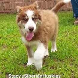 Peter - Red and white male Siberian Husky puppy in Savannah, Georgia from Stacy's Siberian Huskies