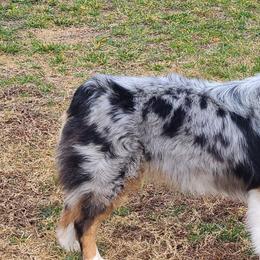 Australian Shepherds from Ellison Family Homestead
