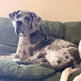 Tillie - Merle female Great Dane puppy in Sac City, Iowa from Northern Great Danes of Colorado & Iowa