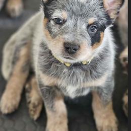 AKC Champion Bloodline Australian Cattle Dog - Yellow Collar Girl - Blue female Australian Cattle Dog puppy in Cassatt, South Carolina from B & E Farms