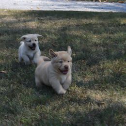 Labrador Retriever Puppies from Ashland Labradors