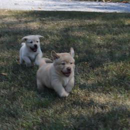 Labrador Retriever Puppies from Ashland Labradors