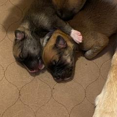 Icelandic Sheepdog Puppies from Paula Sanderson's Icelandic Sheepdogs