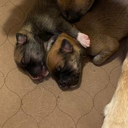 Icelandic Sheepdog Puppies from Paula Sanderson's Icelandic Sheepdogs