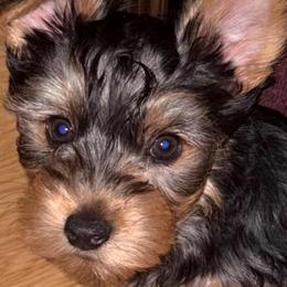 Ciyslle - Black and gold female Yorkshire Terrier puppy in Tyler, Texas from YorkiStars