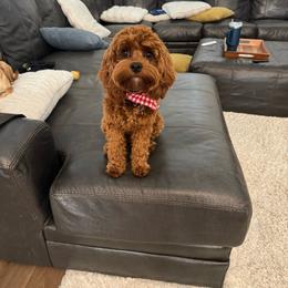 Daisy - Cavapoo