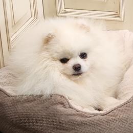 Pomeranian puppies from Kathy's K9 Cuties