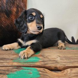 Jackson - Black and tan male Dachshund puppy in Lindsay, California from Lewis Creek's Dachshunds