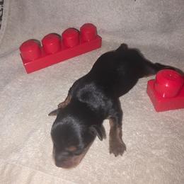 Red Girl - Black and tan female Yorkshire Terrier puppy in St. Louis, Missouri from Yorkieville - Shih Tzu Nation