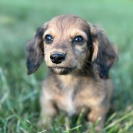 Maverick - Cream male Dachshund puppy in Wytheville, Virginia from Weenie Haven
