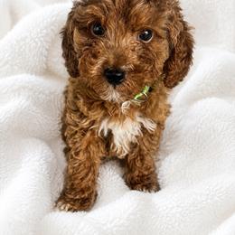 AKC Green Collar - Red  male Poodle puppy in Dallas, Georgia from West Cobb Dogs