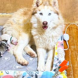 Sunny - Siberian Husky