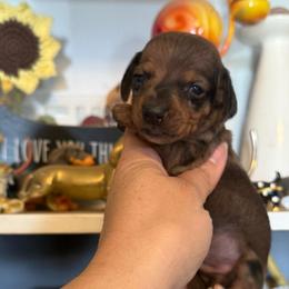 Ron - Dapple male Dachshund puppy in Deming, New Mexico from FoxieDoxies of New Mexico