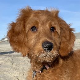 Assorted Doodle Crosses, Goldendoodles, Golden Retrievers, and Sheepadoodles from CelticDoods