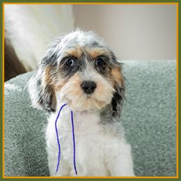 Ariel - Merle female Cockapoo puppy in Connersville, Indiana from Deaz Doodle Ranch