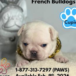 Cupid - Cream male French Bulldog puppy in Michigan from Fur Baby Farms