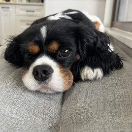 Willow - Cavalier King Charles Spaniel