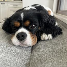 Willow - Cavalier King Charles Spaniel