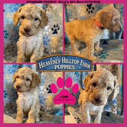Ella's Pink Collar Girl - Apricot female Poodle puppy in Charlo, Montana from Heavenly Hilltop Farm