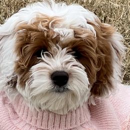 Piper - Cavapoo