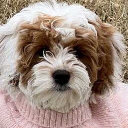 Piper - Cavapoo