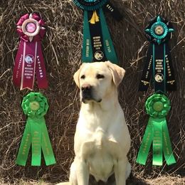 Labrador Retrievers from Poppyfield Labradors