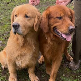 Boy 3 - Dark golden Golden Retriever puppy in Oregon City, Oregon from N.W. Mountain Retrievers