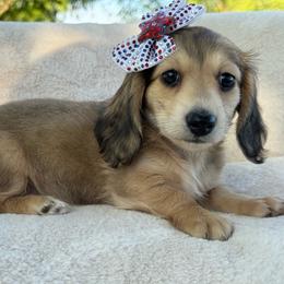 Sparkler - Cream female Dachshund puppy in Ontario, Oregon from Get A Long Little Doggie