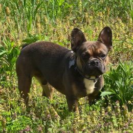 Usher - Blue fawn French Bulldog puppy in Chesapeake, Virginia from Maramour Frenchies LLC