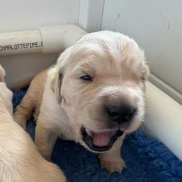 Girl 6 - Golden female Golden Retriever puppy in Turner, Maine from Bear Pond Retrievers