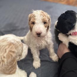 Bernedoodle and Double Doodle Puppies from ETX Dandy Doodle