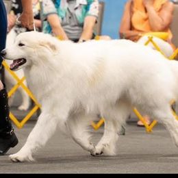 Great Pyrenees from Sunquest Great Pyrenees