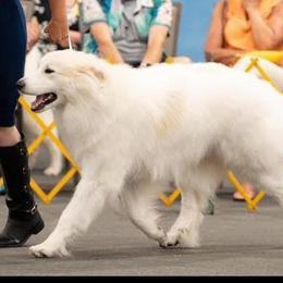Great Pyrenees from Sunquest Great Pyrenees