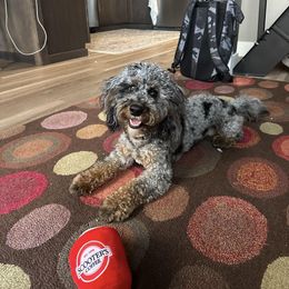 Bernedoodle and Cavapoo All Grown Up from Cavapoo Acres