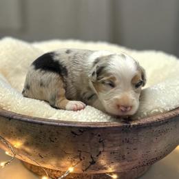 Slate - Blue merle male Australian Shepherd puppy in Statesville, North Carolina from Charming Australian Shepherds