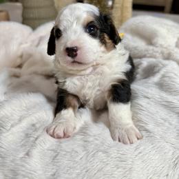 Yellow Collar - Tri-color male Bernedoodle puppy in Indiahoma, Oklahoma from Farm Fresh Doodles