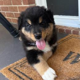 Java - Black tri-color male Australian Shepherd puppy in Spartanburg, South Carolina from Hub City Aussies