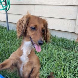 Lucy Lou - Dachshund