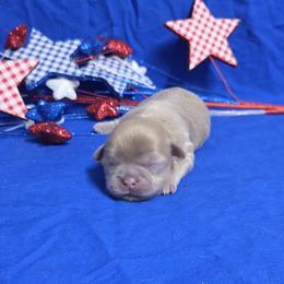 Lavender girl - Lilac female Shih Tzu puppy in Vinita, Oklahoma from Locust Creek Shih Tzu & Havanese