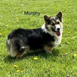 Murphy - Pembroke Welsh Corgi