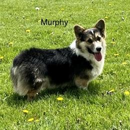 Murphy - Pembroke Welsh Corgi