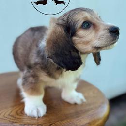 Waylon - Cream male Dachshund puppy in Town Creek, Alabama from Dirt Road Dachshunds